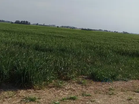 Campo Mixto 150 Has. en zona Pergamino, Buenos Aires