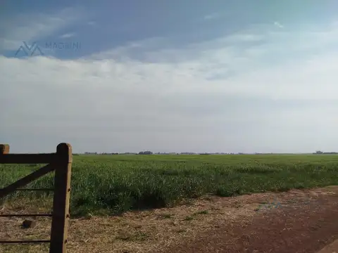 Campo Mixto 150 Has. en zona Pergamino, Buenos Aires