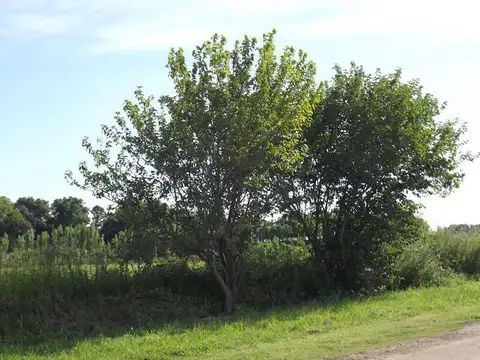 Terreno en Venta 10  mts Frente