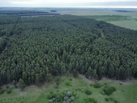 289 has Campo forestal