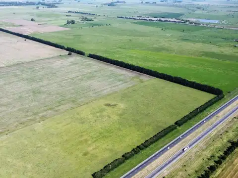 VENTA CAMPO 155 HECTAREAS PLOMER SOBRE RUTA 6