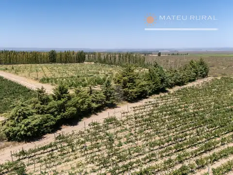 Campo en venta en El Cepillo