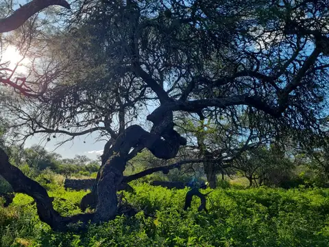 Salsacate Campo de 225 hectareas aprto cultivo Ganaderia Turismo