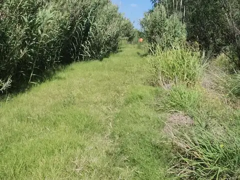 Progresion de Rp 34- S