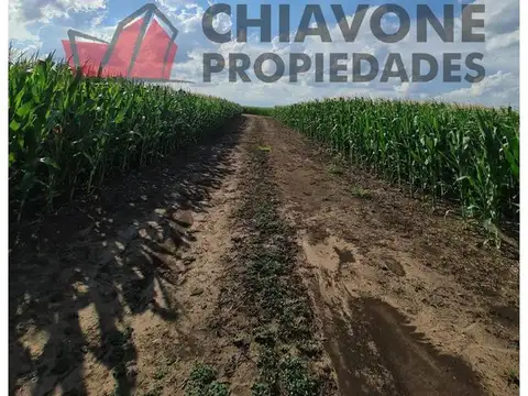 178 ha agrícolas, Cuartel III - Gral Las Heras. L30004