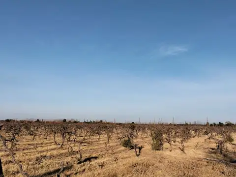 Venta Finca en Real del Padre, San Rafael, Mendoza