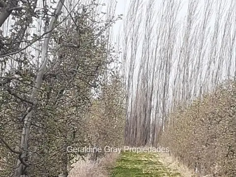 Chacra en venta de 23 hectareas ubicada en Chimpay