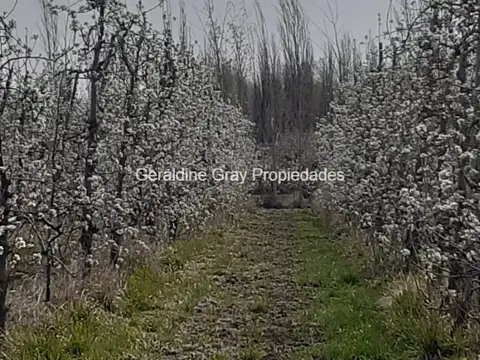 Chacra en venta de 23 hectareas ubicada en Chimpay