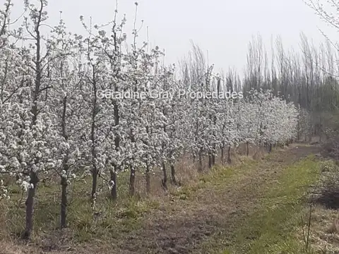 Chacra en venta de 23 hectareas ubicada en Chimpay