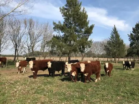 175 HA EN CARDALES