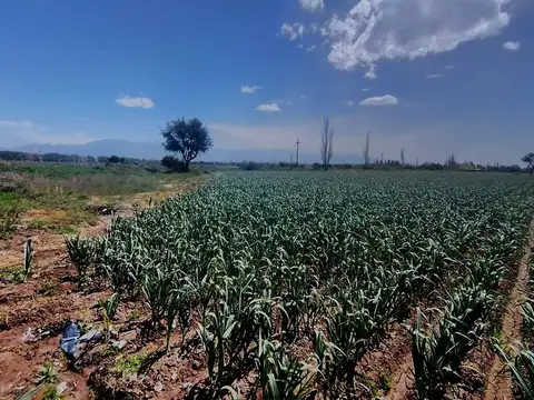 VENTA DE FINCA 5,2ha PERDRIEL, LUJAN DE CUYO