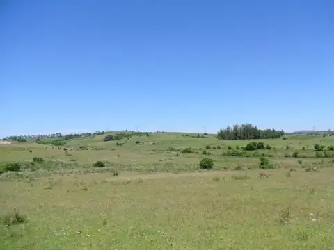 114.70 hectÃ¡reas | Campo | Ruta 39 km 36