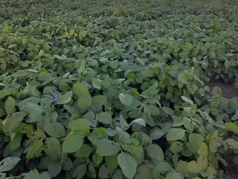 Campo  300 has entre La Criolla y Crespo