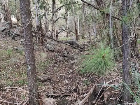 BOSQUE INTERNO CON VERTIENTE Y ABUNDANTE ARBOLEDA