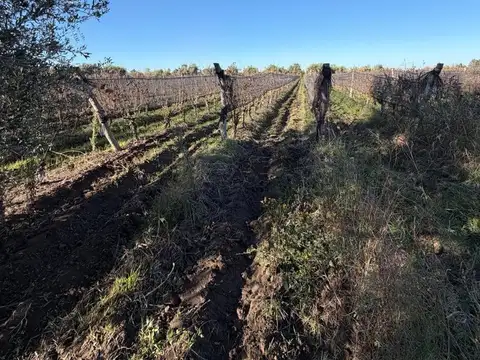 FINCA EN PRODUCCIÓN JUNÍN MENDOZA