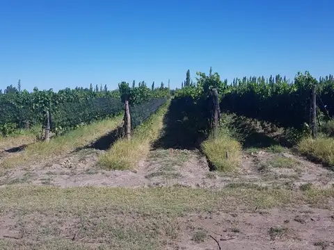 VENTA FINCA EN GOUDGE EN PRODUCCION