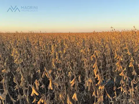 Campo Agrícola de 3750 Has. I y II en Zona Quimilí, Santiago del Estero, Argentina
