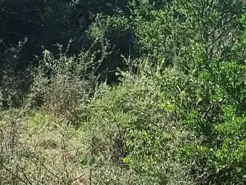 Terreno en Venta en Cortaderas, USD 32.000