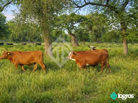 Campo Ganadero en venta de 2500 has en Chaco