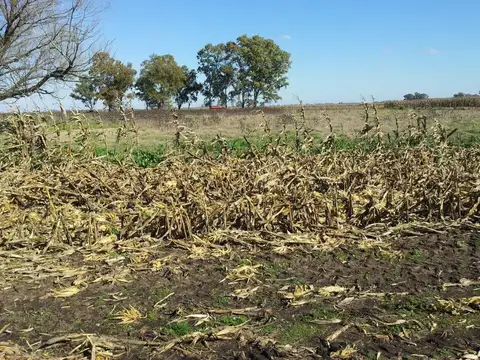 Campo 323 has en Roque Perez