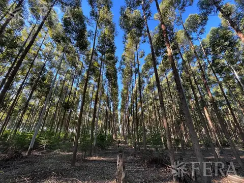 Venta de Campo en Santa Rosa - Concepción, Corrientes