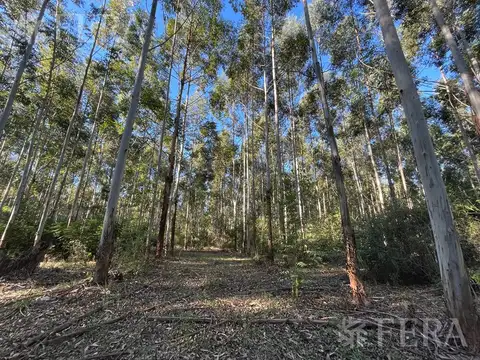 RUTA NACIONAL 118 KM 59  - CAMPO DELLEPIANE - CORRIENTES