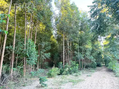 RUTA NACIONAL 118 KM 59  - CAMPO DELLEPIANE - CORRIENTES
