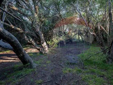 Chacra en venta Las Flores - Lanzamiento