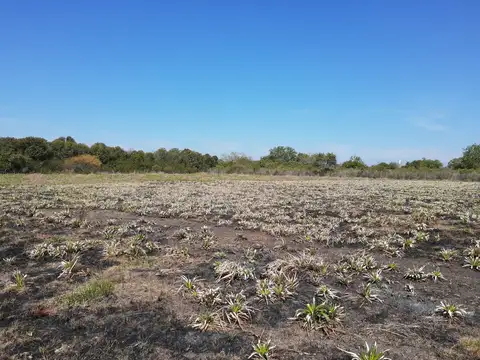 1,36 has C del Uruguay