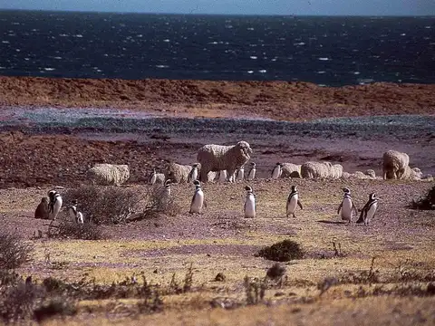 INMOBILIARIA COMODORO - Estancia Productiva y Refugio de vida silvestre.