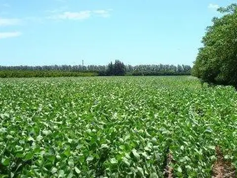 Venta Chacra 10 Hectáreas en Río Tala