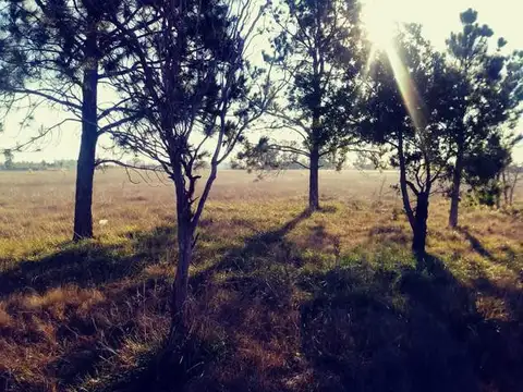 Terrenos y Lotes en Venta en Daireaux [Cod: 2838-6]
