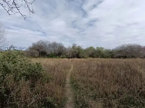 Camino de la Costa 100