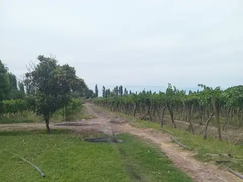 CAMPO EN VENTA VIÑEDOS Y CHACRA CERCANO A RUTA