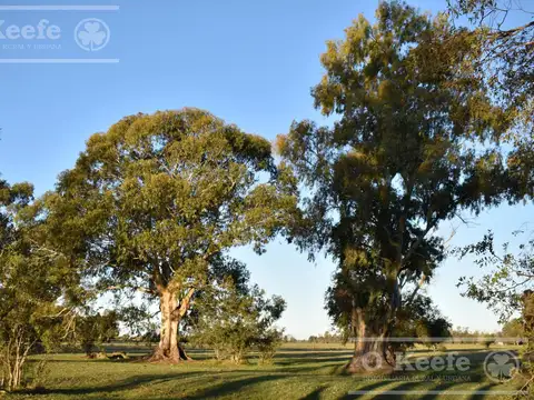 Chacra en venta 39 has Florencio Varela