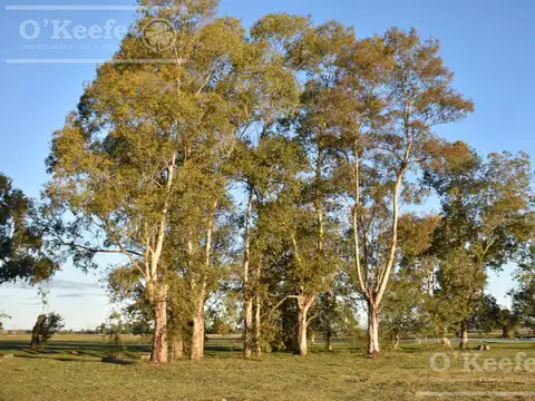 Chacra en venta 39 has Florencio Varela - Ideal Desarollo