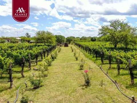 Venta de Exclusivo Viñedo en Merlo, San Luis.