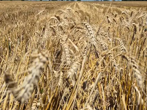 Alfonsina Storni 100