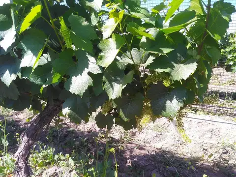 Benegas