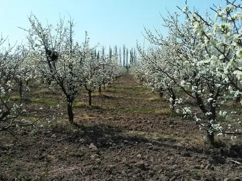 Campo en Venta de 14  ha