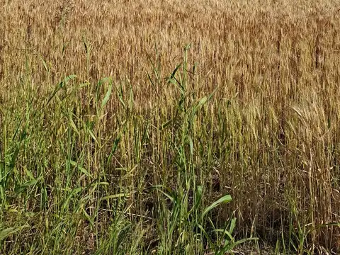 Campo en Venta con Alambrado