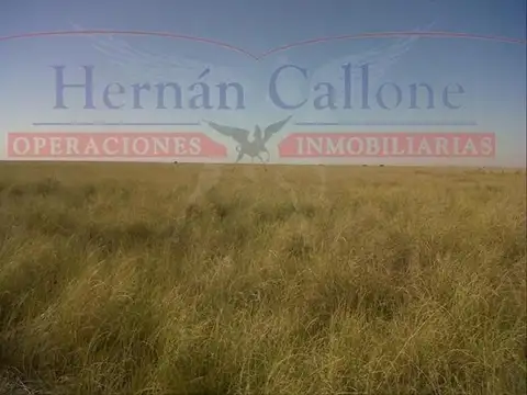 Campo en Alquiler Ganadero