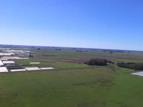 600 Has. Sobre Ruta 36