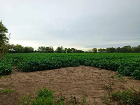 VENDO CAMPO AGRICOLA EN BOUWER,CORDOBA