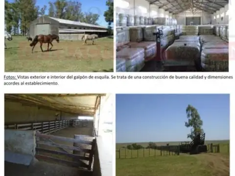 Campo en Venta Ganadero