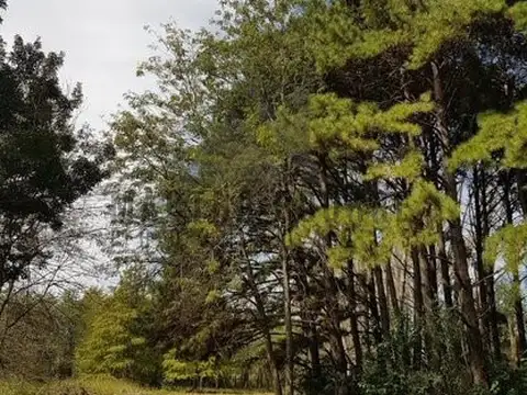 LOS PINOS II - RUTA 8 KM 71 .