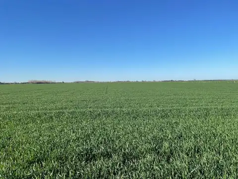 Campo de 16 has sobre ruta panamericana