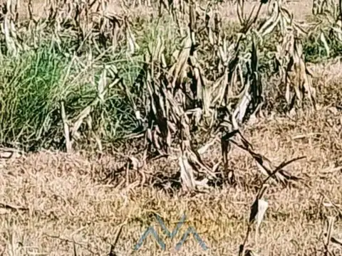 Campo Ganadero 1190 Has. en Pacheco de Melo, Córdoba