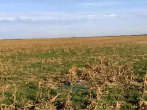 Campo Ganadero 1190 Has. en Pacheco de Melo, Córdoba