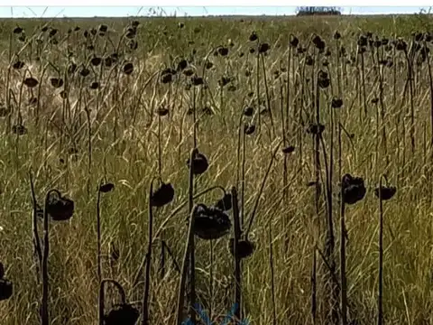 Campo Ganadero 1190 Has. en Pacheco de Melo, Córdoba